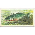 Freshwater Fish 1960 Brooke Bond Tea Card 36 - ...