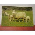a EWE AND THREE LAMBS used postcard 1979 pm ......