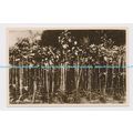 C014639 Jersey. Jersey Cabbages. RP