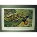 1943 Clouded Leopard Illustration by Walter A. ...