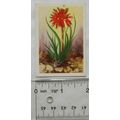 1936 cigarette card South African Succulents No...