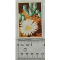 1936 cigarette card South African Succulents No...