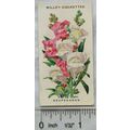 1910 Wills Old English Garden Flowers No. 23 Sn...