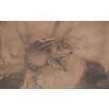 Belgium Frog At Anvers Zoo Antique Postcard