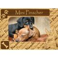 Mini Pinscher w Paws Engraved Wood Picture Fram...