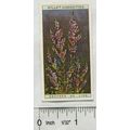 1923 Wills, Wild Flowers No. 13 Heather