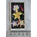 1936 Carreras Flowers No. 22 Columbines