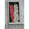 1936 Carreras Flowers No. 24 Larkspurs