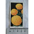 1936 Carreras Flowers No. 31 Marigolds