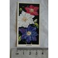 1936 Carreras Flowers No. 25 Clematis