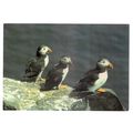 PUFFIN....used postcard 1991 postmark =