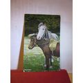 'COMPANIONS', HORSES used antique postcard Wild...