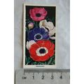 1936 Carreras Flowers No. 11 Anemones