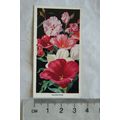 1936 Carreras Flowers No. 13 Godetias