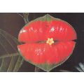 Flower Leaf As Rocky Horror Show Lipstick Lips ...