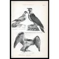 ACCIPITRES 1883 Cream Bellied Falcon Bearded Ea...