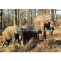 D097203 Elephants. Longleat. Warminster. Wiltsh...