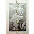 Species Of Jelly-Fish, Book Illustration (Print...
