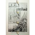 Pearl Fishery, Ceylon, Australia, USA, Book Ill...