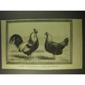 1887 Illustration by J Payne - Pair of high-bre...