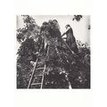 Plum Trees Saving Preserve Crop 1942 WW2 Photo ...