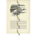 Arctic Fox, Animal Book Illustration (Print), c...