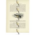 Norwegian Lemming, Animal Book Illustration (Pr...