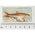 1933 Players Fresh-water Fishes, pink back No. ...