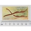 1933 Players Fresh-water Fishes, pink back No. ...