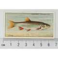 1933 Players Fresh-water Fishes, pink back No. ...