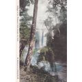 A Glimpse Of Whangarei Falls Through The Bush N...
