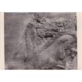 Heads of Chariot Horses Parthenon British Museu...