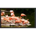 Flamingos by the Water A5 Black