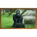 The Gorilla's Vigil A5 Dark Teak