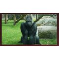 The Gorilla's Vigil A5 Mahogany