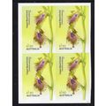 AUSTRALIA: 2025 NATIVE ORCHIDS, COPPER BEAR ORC...