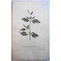 Johann Wilhelm Weinmann - Amaranthus Spica Herb...