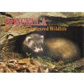 BRITAIN'S ENDANGERED WILDLIFE..Doncella Cigars ...