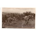 WILD PONIES IN THE NEW FOREST used vintage post...