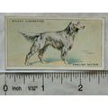 1937 Wills Dogs No. 29 English Setter