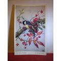 COAL TIT-MOUSE by Winifred Austen unused postca...