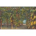 A Papaya Plantation in Florida, 1956 - Gulf Str...