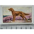 1936 Gallaher Dogs 1st Series No. 14 The Irish ...