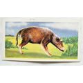 1962 Coopers Tea card Prehistoric Animals No. 1...
