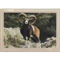 Mouflon Corsica Postcard posted 1994 VGC