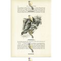 Brue Crowned Hanging Parrots, Animal Book Illus...