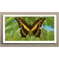 1964 Brooke Bond BUTTERFLIES OF THE WORLD Tea c...
