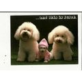 ANIMAL TALES VI (Michael Newler) Athna Postcard...