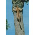 African Leopard Shinning Tree Climbing Kenya Po...