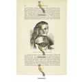 Agnes Tilney, 2nd Wife Of Duke Of Norfolk, Book...
